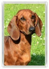 DACHSHUND RED BEAUTIFUL DOG