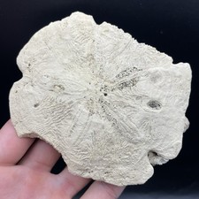 FOSSILIZED SAND DOLLAR FLORIDA