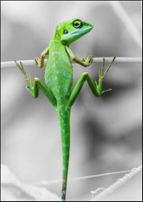 Lizard - Wall Poster Art - A3/A4 Picture - Colour on Black and White