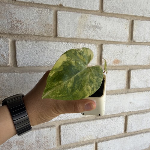 Anthurium papi hybrid - papi,