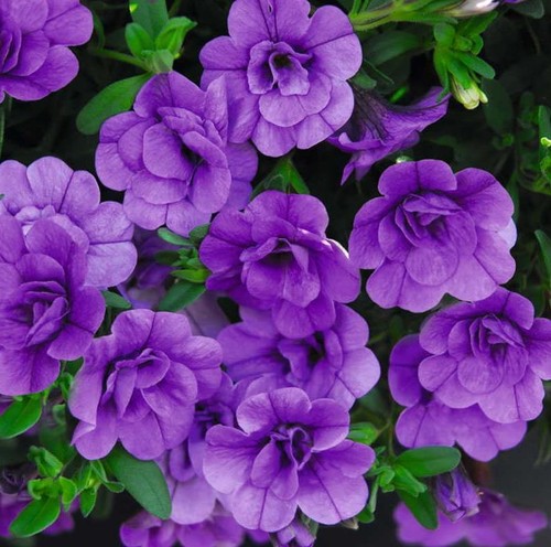 Calibrachoa trailing mini - calibrachoa,