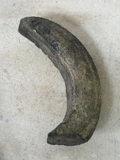 Fossil, ? Dinosaur Claw