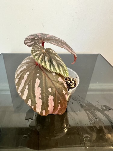 Begonia brevirimosa 7cm - begonia,