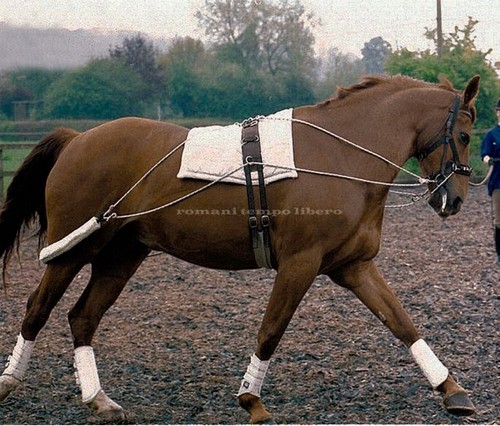 Longier training system - longier,