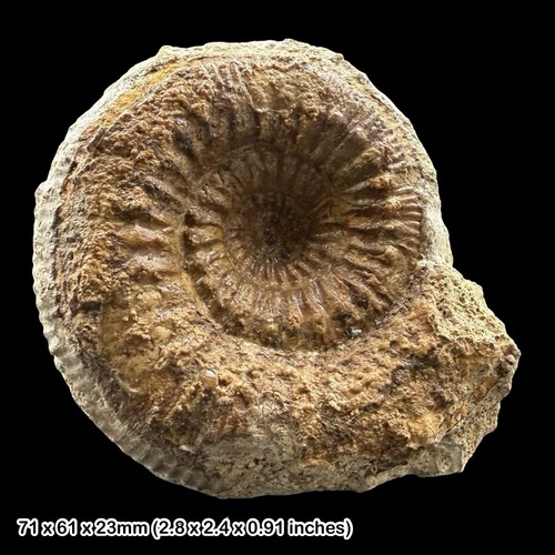 Stephanoceras humphriesianum - stephanoceras,