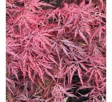 Acer palmatum dissectum