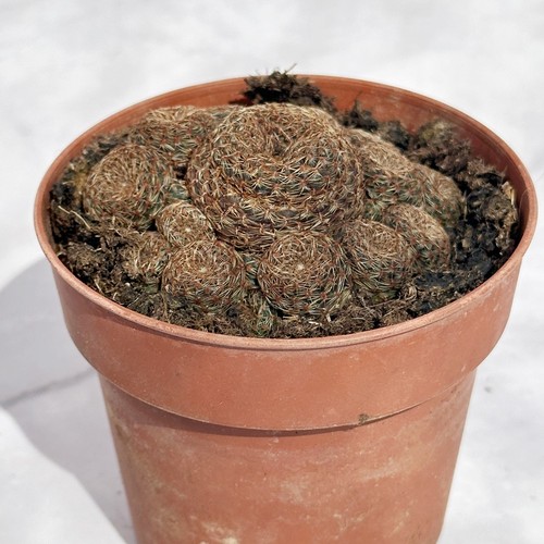 Rebutia heliosa sulcorebutia - rebutia,