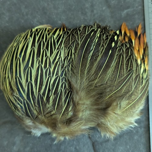 Picric jungle cock - picric,
