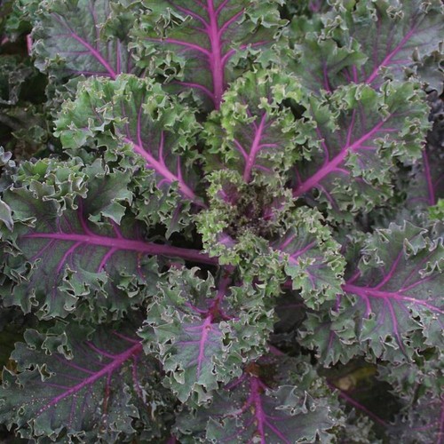 Kale midnight sun 25 seeds - midnight,