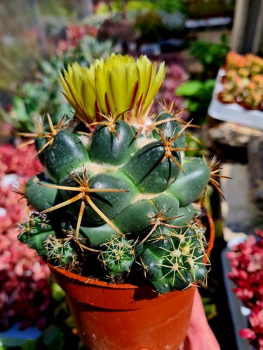 Coryphantha elephantidens - coryphantha,
