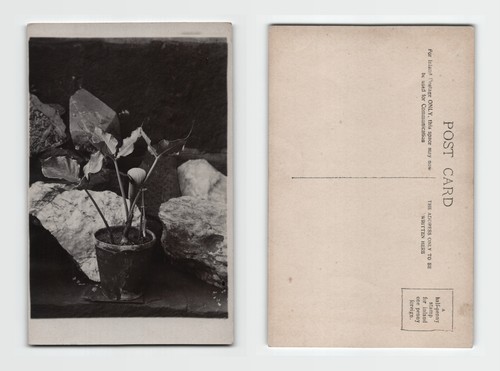 Postcard real photo potted - real,
