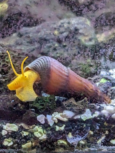 Rabbit snails freshwater - snails,