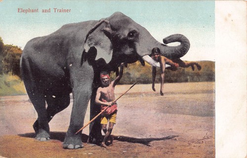 Postcard elephant and - -,