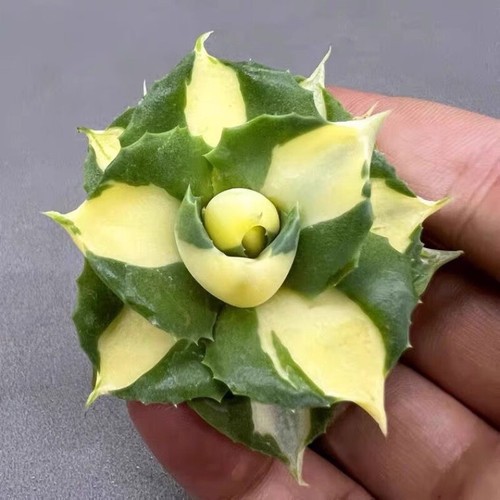 5cm succulent agave plant - 5cm,