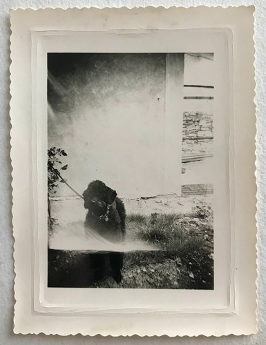 Antique photo vintage - antique,