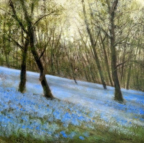 The woods awaken bluebell - awaken,
