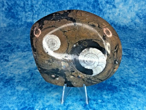 Polished ammonite - 2, x