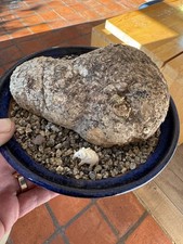Rare Adenia Penangiana Caudex