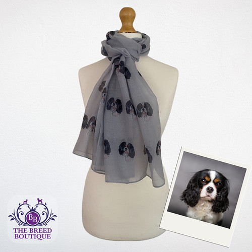 Cavalier king charles spaniel - king,