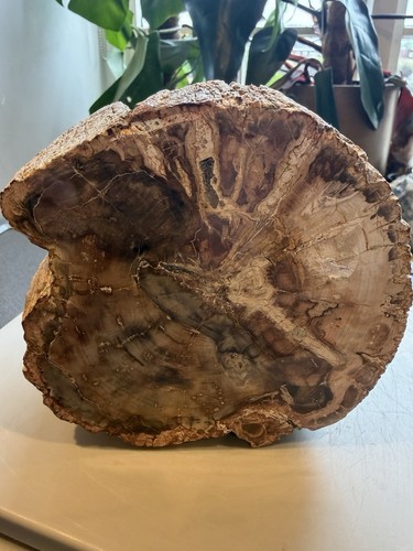 Large petrified wood - large,