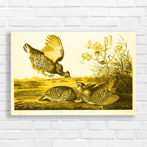 Ruffed grouse bird - ruffed,