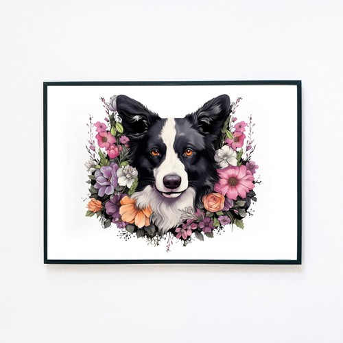 Border collie dog - border,