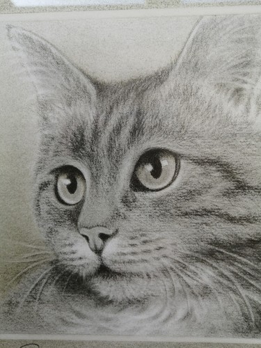 Framed cat print - cat, by