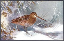 Common Snipe by Roland Green - R.S. Art Press bird postcard