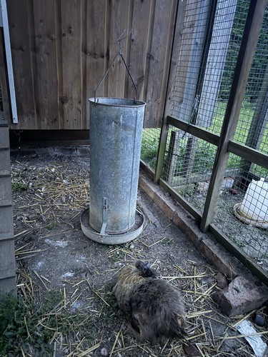 Large galvanised feeder - large,