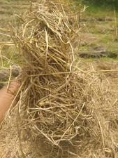 Rice paddy straw 20kg natural - rice,