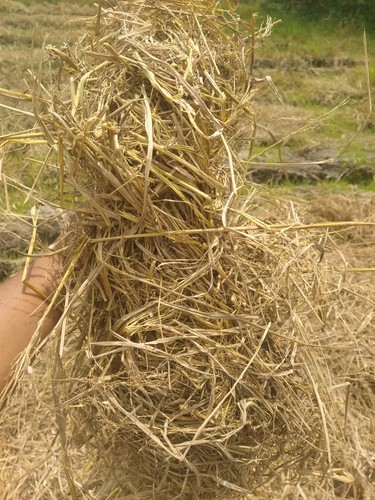 Rice paddy straw 20kg - paddy,