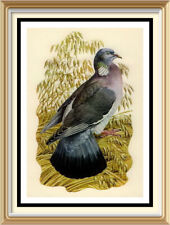 70+ yr Old 1947 Vintage TUNNICLIFFE Litho Wall Art Print Garden Bird Wood Pigeon