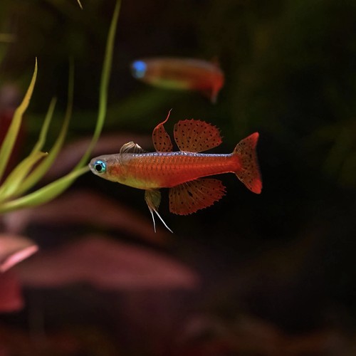 Red neon blue - , eye