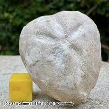 Micraster fossil echinoid - micraster,