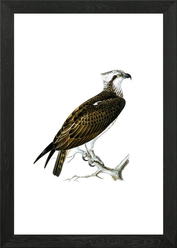Vintage osprey bird framed - vintage,