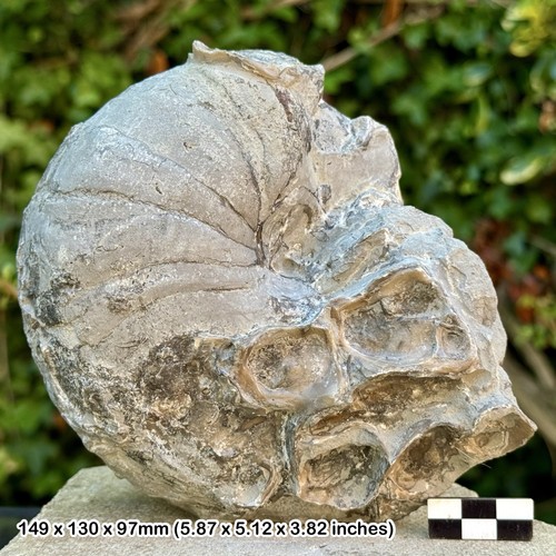 Fossil nautilus cenoceras - fossil,