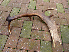 Fallow Deer Antler Stick