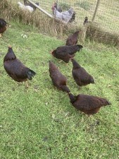 6 X  Rhode Island Red 