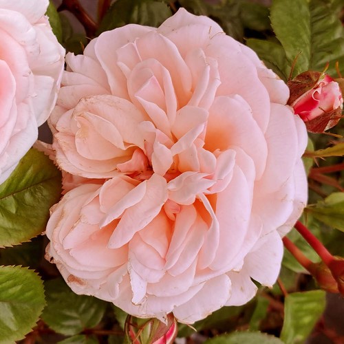 Rose deborah - rose, '