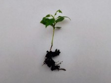 Pear tree seedling your - seedling., own