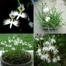 White Egret Orchid Flower