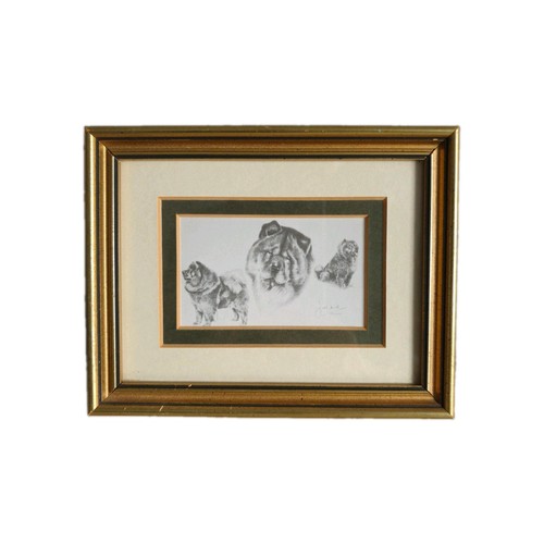 Chow dog framed print - chow,