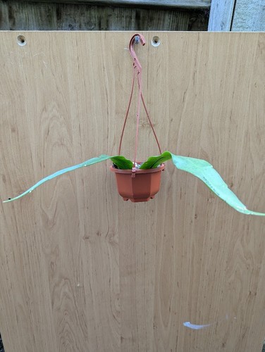 Epiphyllum pumilum rooted - epiphyllum, pumilum-2