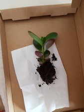 1x Crassula Ovata , Money