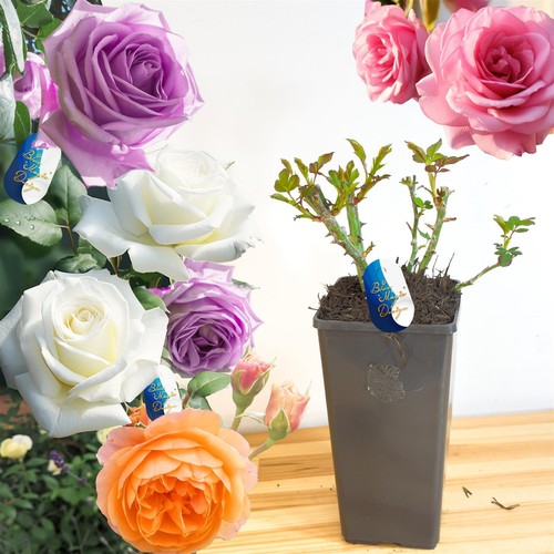 Fragrant flower rose climbing - rose,