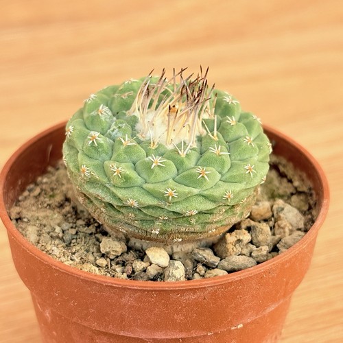 Strombocactus disciformis pot - strombocactus,