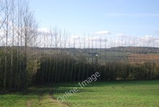 Photo 6x4 Line of trees by the footpath off Long Mill Lane Claygate Cross c2009