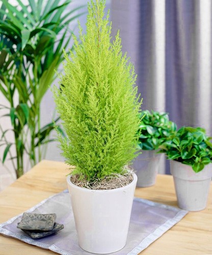Wilma cupressus macrocarpa - 4,