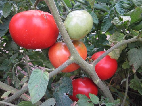 Tomato moneymaker finest - 50,