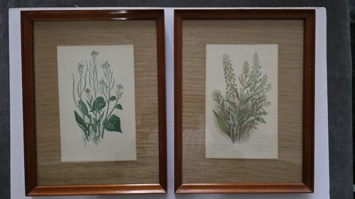 Vintage botanical art prints - vintage,